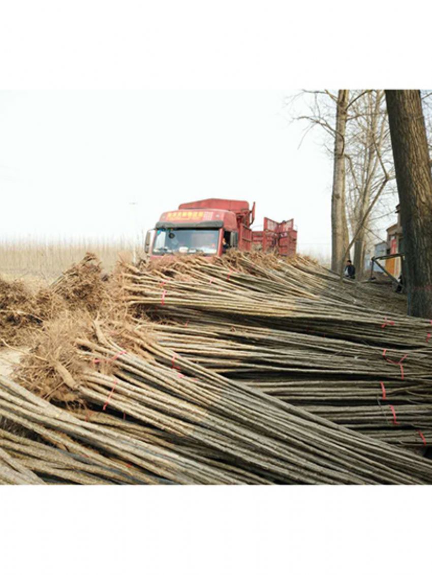 點擊查看詳細信息<br>標題：楊樹苗 閱讀次數：2102