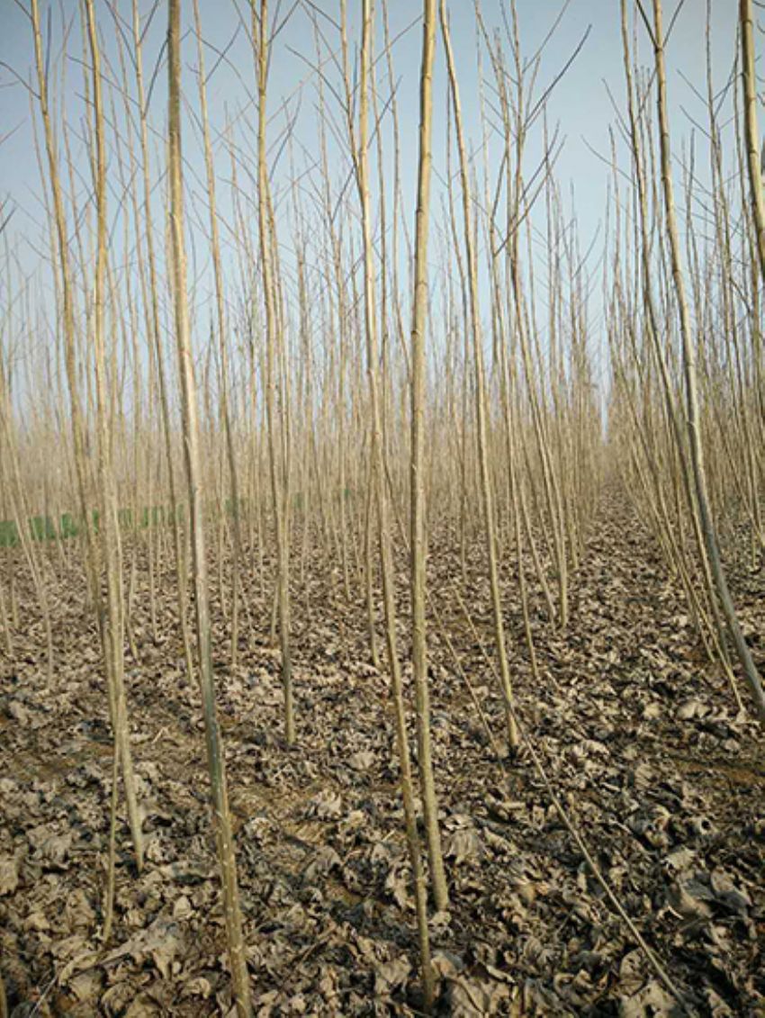 點擊查看詳細信息<br>標題：楊樹苗 閱讀次數：2162