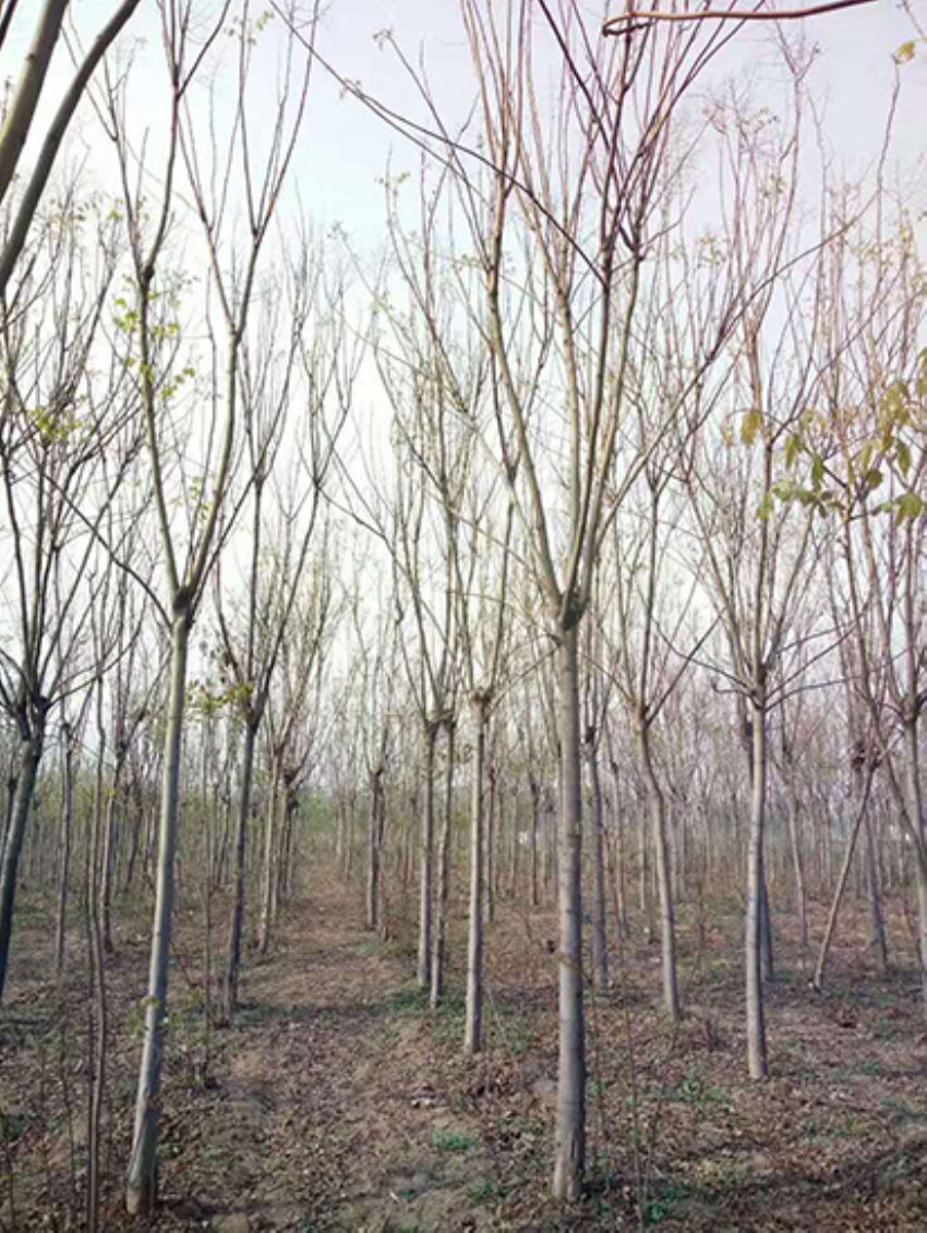 點擊查看詳細信息<br>標題：欒樹 閱讀次數：1890