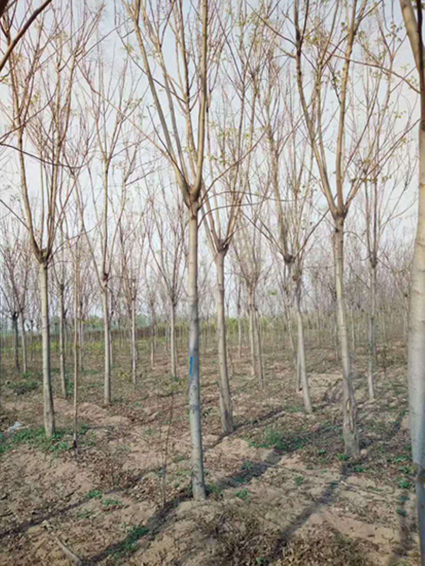 點擊查看詳細信息<br>標題：欒樹 閱讀次數：2005