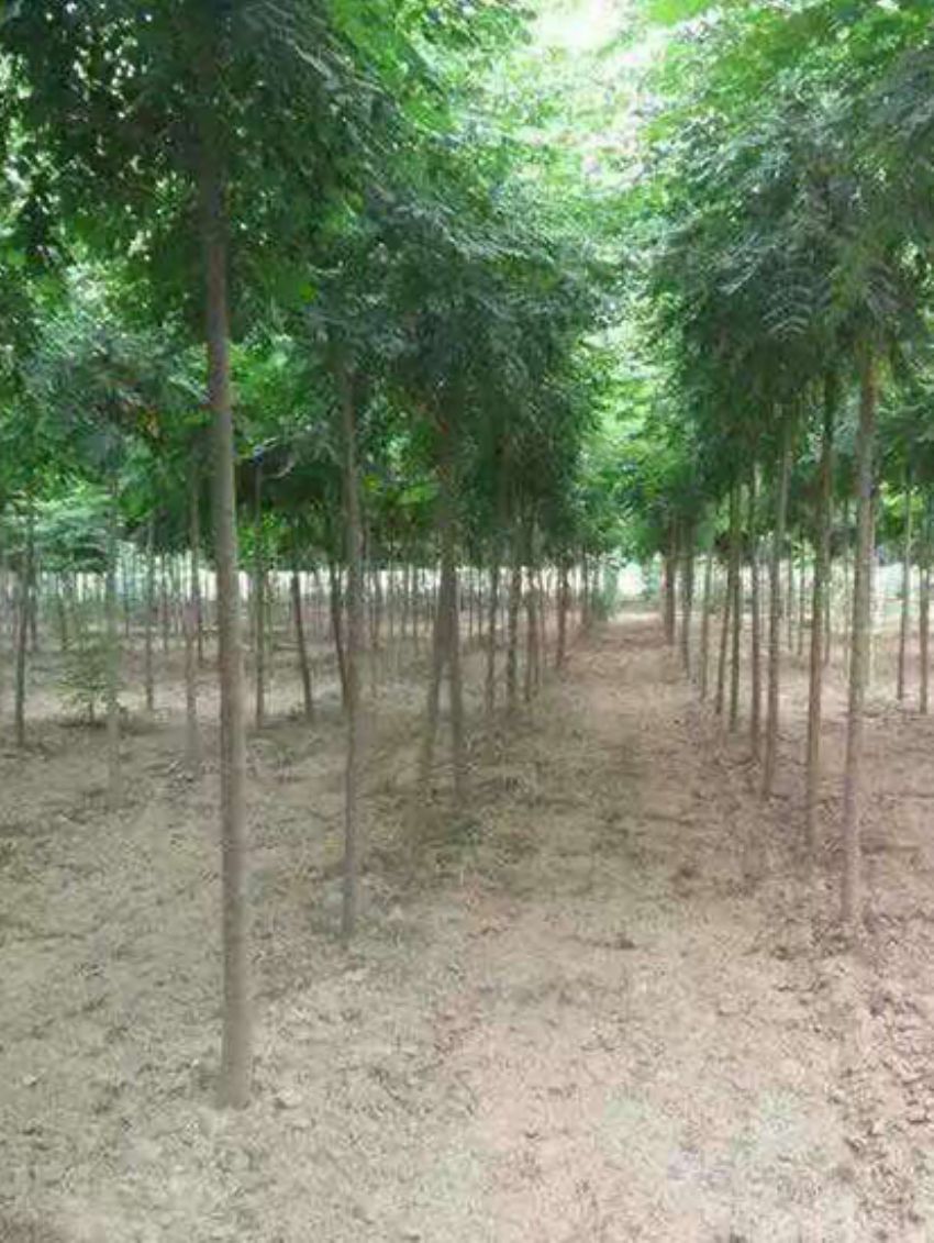 點(diǎn)擊查看詳細(xì)信息<br>標(biāo)題：欒樹(shù) 閱讀次數(shù)：3172