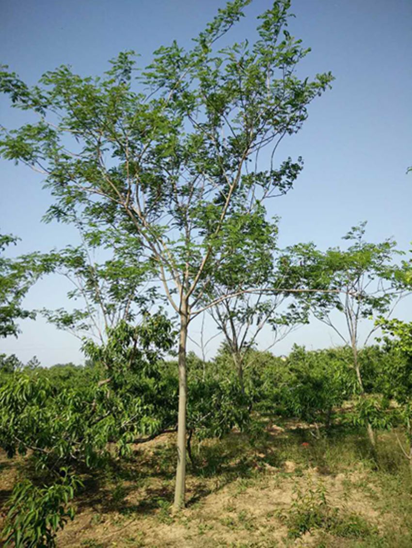 點(diǎn)擊查看詳細(xì)信息<br>標(biāo)題：合歡 閱讀次數(shù)：3282