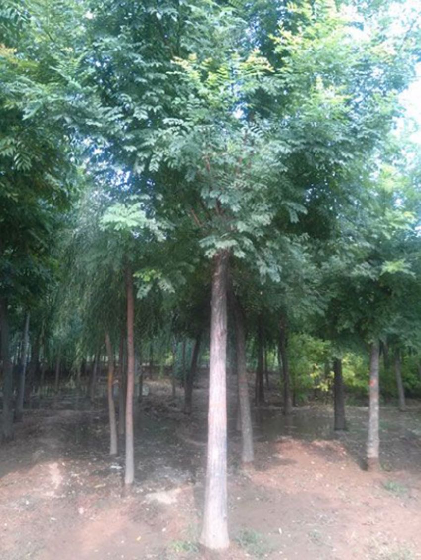 點(diǎn)擊查看詳細(xì)信息<br>標(biāo)題：國槐 閱讀次數(shù)：2419