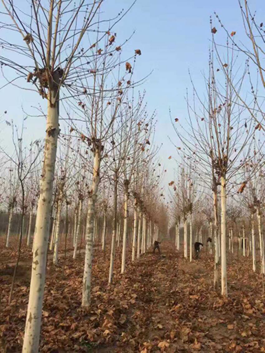 點擊查看詳細信息<br>標題：法桐 閱讀次數：2366