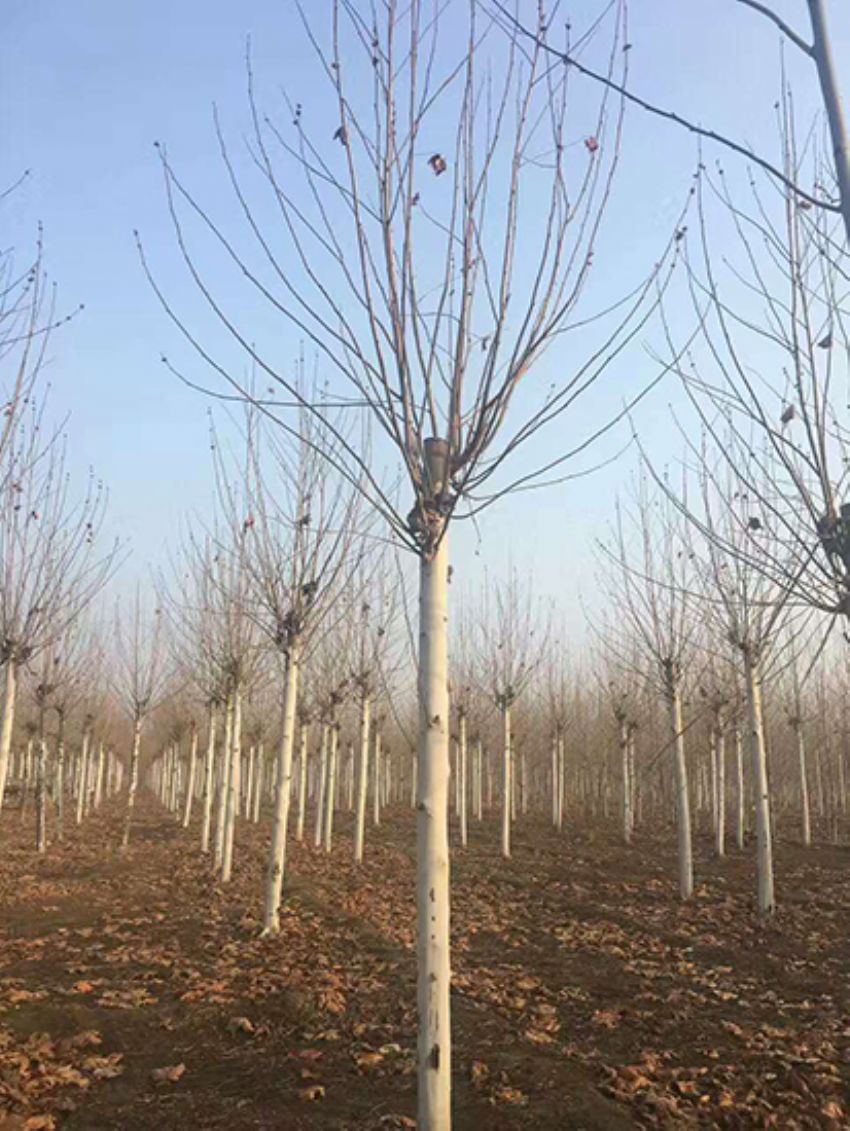 點(diǎn)擊查看詳細(xì)信息<br>標(biāo)題：法桐 閱讀次數(shù)：3136