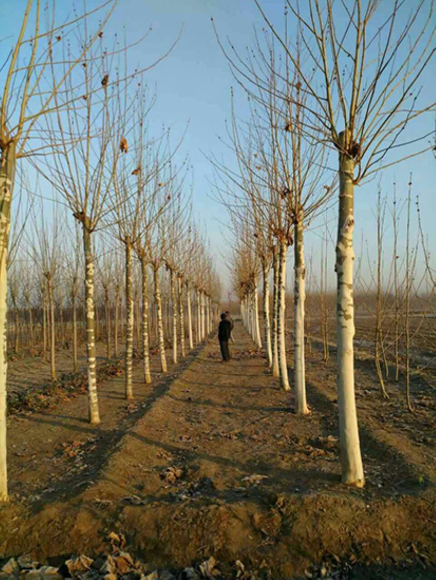 點(diǎn)擊查看詳細(xì)信息<br>標(biāo)題：法桐 閱讀次數(shù)：3119