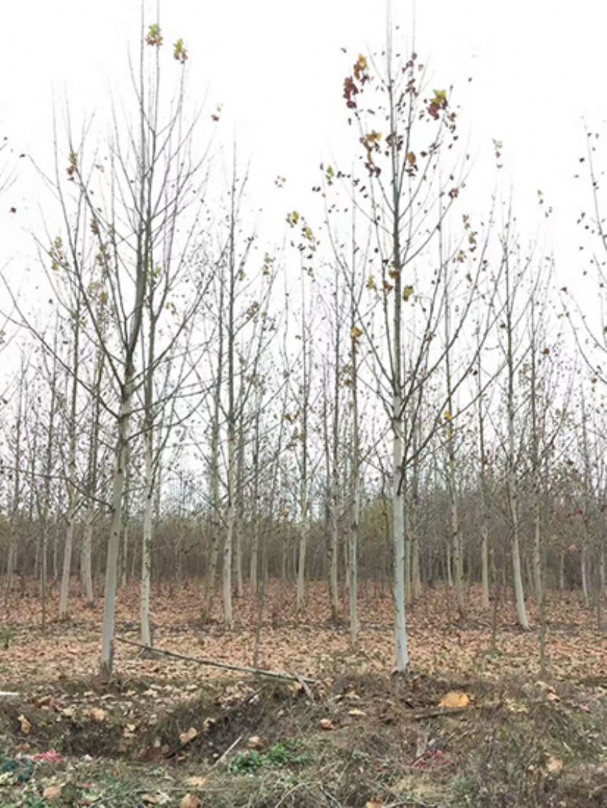 點(diǎn)擊查看詳細(xì)信息<br>標(biāo)題：法桐 閱讀次數(shù)：3541