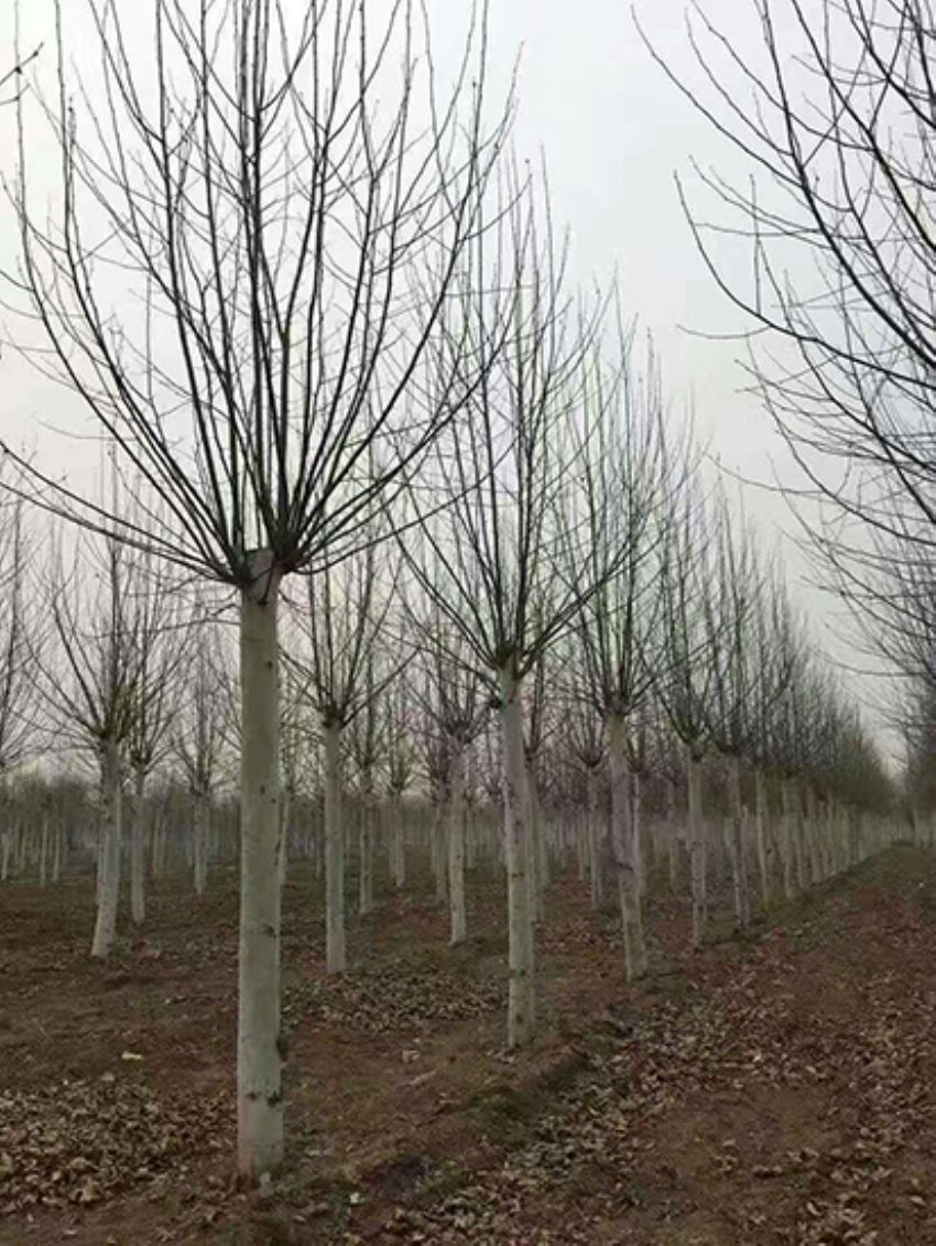 點(diǎn)擊查看詳細(xì)信息<br>標(biāo)題：法桐 閱讀次數(shù)：3216