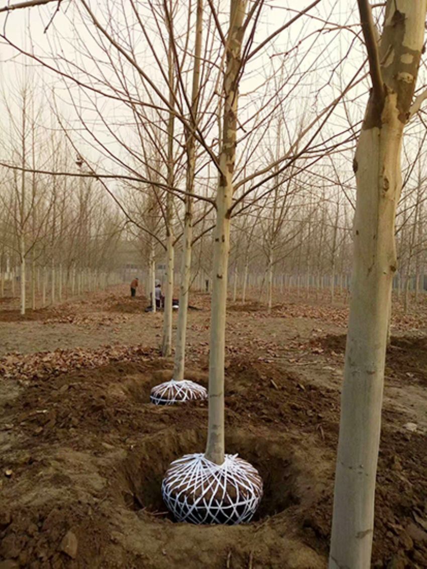 點(diǎn)擊查看詳細(xì)信息<br>標(biāo)題：法桐 閱讀次數(shù)：3212