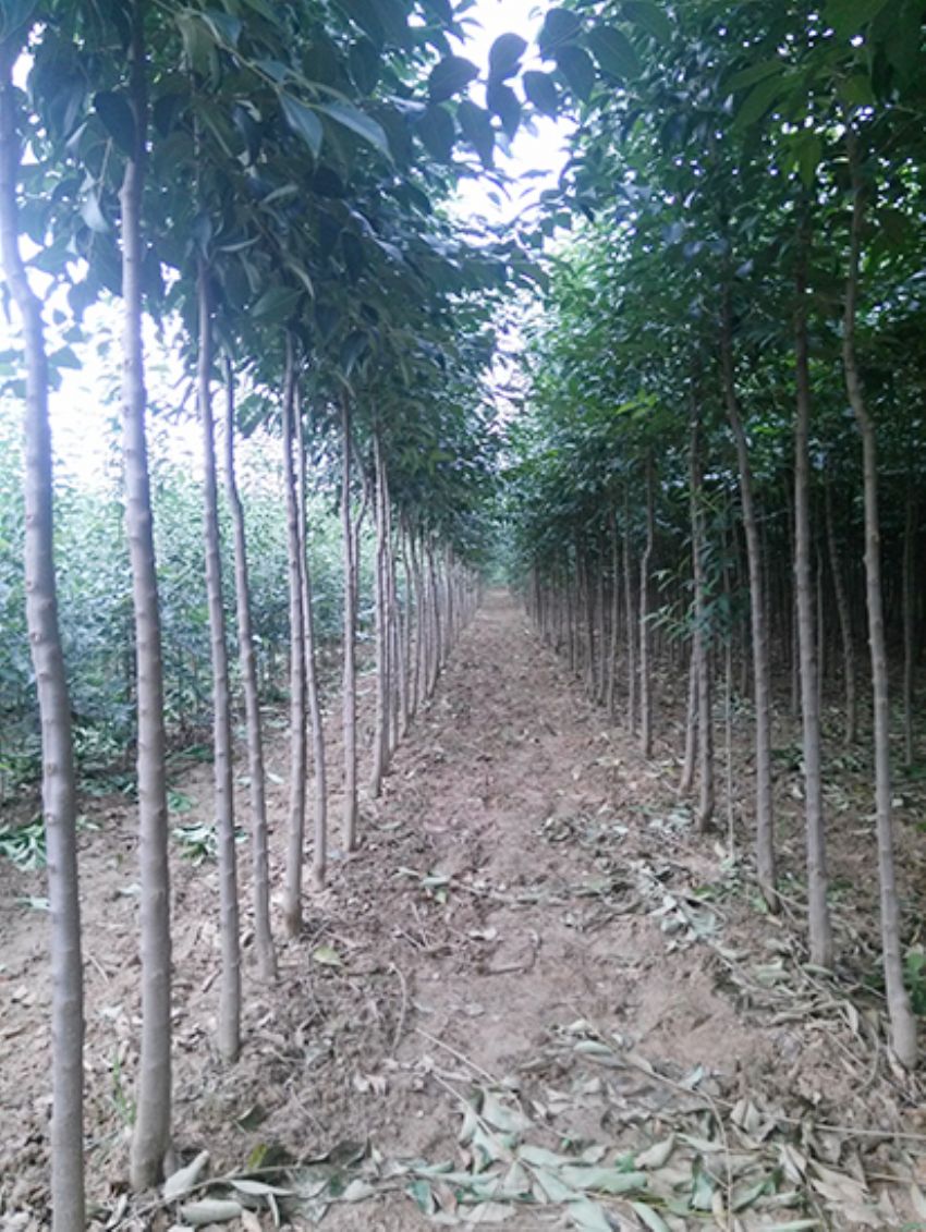 點(diǎn)擊查看詳細(xì)信息<br>標(biāo)題：大葉女貞 閱讀次數(shù)：3431