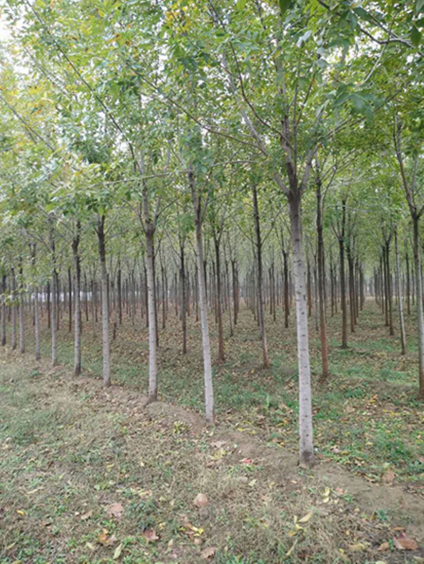 點(diǎn)擊查看詳細(xì)信息<br>標(biāo)題：白蠟 閱讀次數(shù)：3156