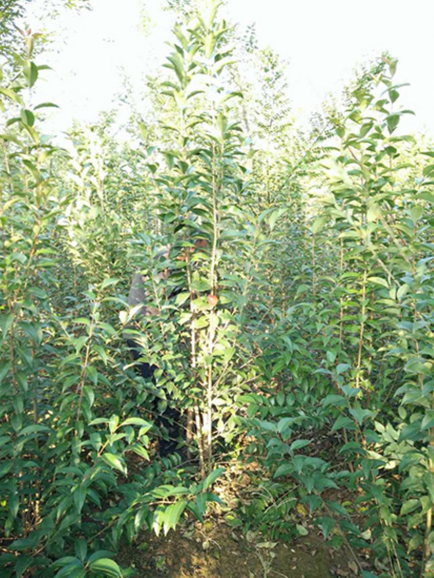 點(diǎn)擊查看詳細(xì)信息<br>標(biāo)題：叢生女貞 閱讀次數(shù)：3161