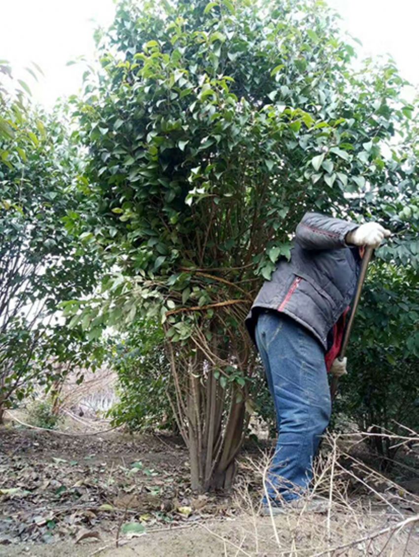 點(diǎn)擊查看詳細(xì)信息<br>標(biāo)題：叢生女貞 閱讀次數(shù)：3826