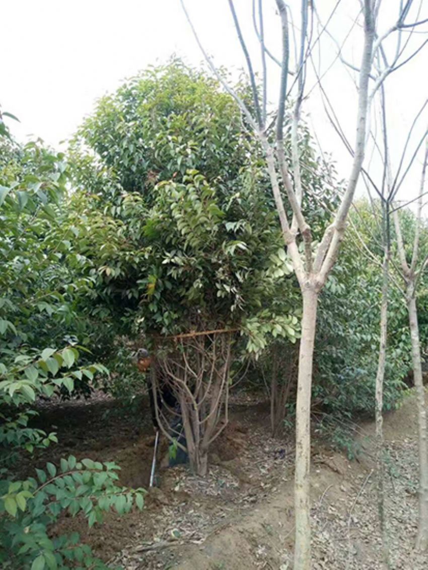 點(diǎn)擊查看詳細(xì)信息<br>標(biāo)題：叢生女貞 閱讀次數(shù)：3192